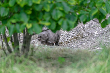 Baby rhino and mother rhino at the buffalo zoo