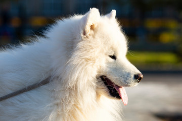 Obraz premium White dog husky husky pet walks on the street closeup Big white dog in the park close-up.