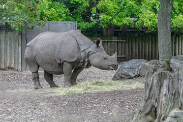Fototapeta premium Baby rhino and mother rhino at the buffalo zoo
