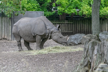 Fototapeta premium Baby rhino and mother rhino at the buffalo zoo