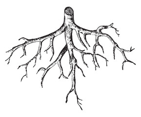 Root vintage illustration. - 298302298