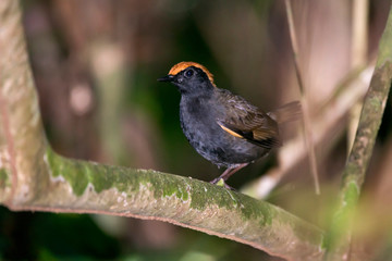 Rufous capped Antthrush photographed in Linhares, Espirito Santo. Southeast of Brazil. Atlantic Forest Biome. Picture made in 2013.