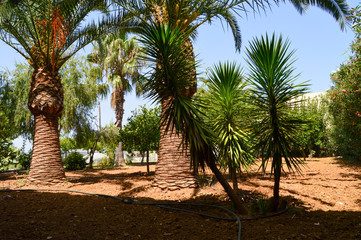palm