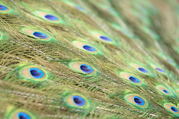 Peacock feathers in Pairi Daiza zoo, Belgium