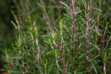 Rosemary herb growing outdoor in the garden. Rosemary bush close-up.