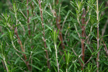 Rosemary herb bushes in the garden. Close-up of rosemary leaves.