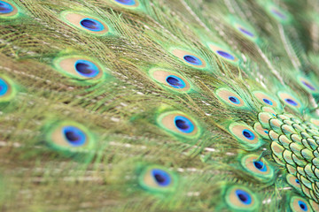 Obraz premium Peacock feathers in Pairi Daiza zoo, Belgium