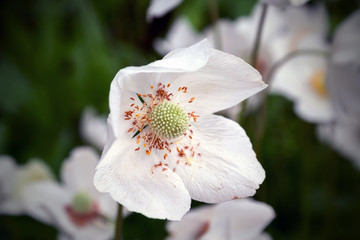 Obraz premium Closeup view of a beautiful white flower of an anemone sylvestris with showered yellow stamens on a blurred dark background