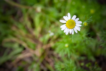 Beautiful small daisy flower with a yellow center and white petals against a blurred green background with vignetted edges