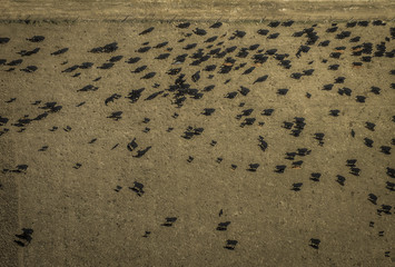 Meat production,  livestock in Pampas region, Aerial view,Argentina