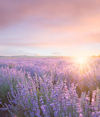 Sonnenunterganghimmel über einem Sommerlavendelfeld. Sonnenuntergang über einem violetten Lavendelfeld in der Provence, Frankreich.