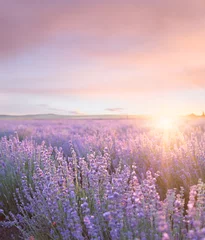 Wall murals Melon Sunset sky over a summer lavender field. Sunset over a violet lavender field in Provence, France.