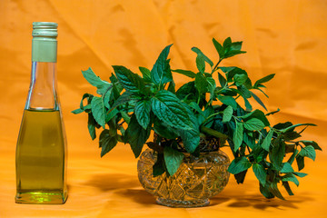 Gifts of nature. Picking grass. Mint in a crystal vase and a bottle of oil on a colored, blue background. This plant is used in cooking, pharmacology, medicine, perfumery. This is a natural fumigator.