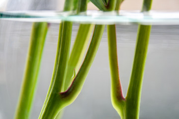 Closeup view of a transparent glass vase with water through which green stalks of flowers are visible