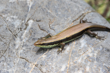 skink