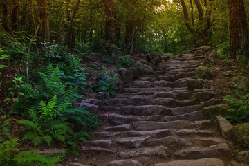 Old stone steps in the forest.