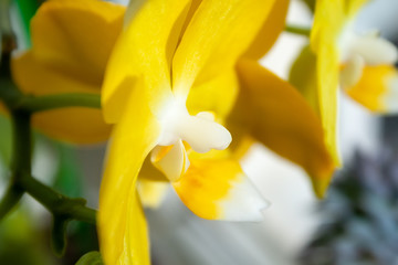 Closeup view of a beautiful yellow orchid phalaenopsis flower on a bright sunny day. Selective focus. Blurred background