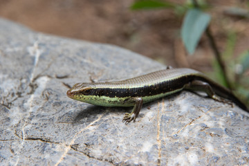skink