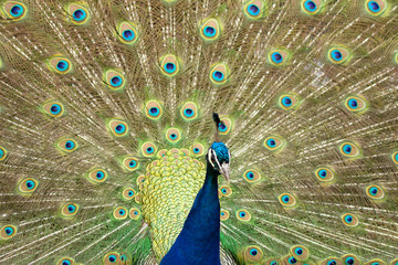 Obraz premium Peacock with tail opened in Pairi Daiza zoo, Belgium