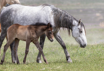 Wild Horse Mare and Foal in Spring in the Utah Desert