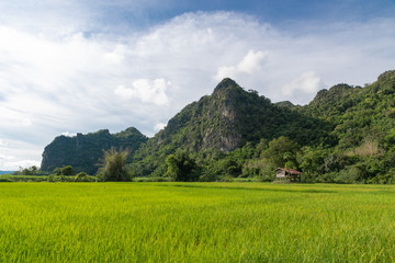 Obraz premium Small Cottage in rice filed