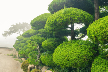 Green conifers.