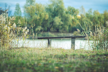 дерево   лист   растение   коала   лекарство   масло   лечение