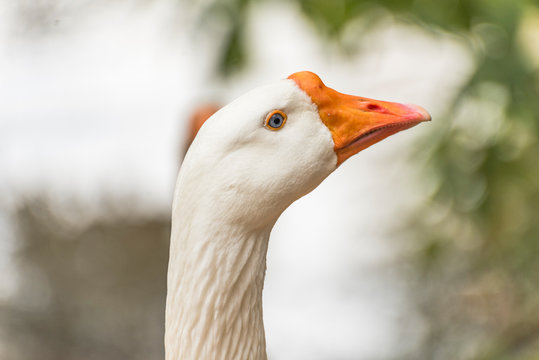 The white goose