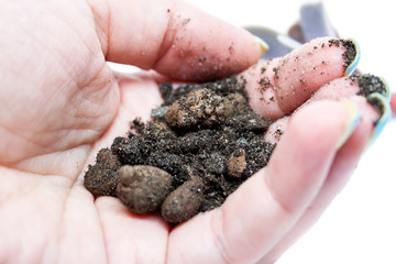 Closeup view of a female palm with a handful of soil with inclusions of peat and drainage particles. Highly porous substrate for cacti and succulents in the hand. Plant relocation at home