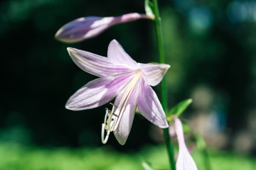 Beautiful violet hosta plantaginea flower, similar to campanula, against a blurred juicy green background. Hemerocallis japonica. Flower garden on a sunny day