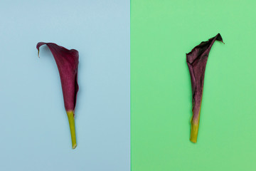 Two calla lilies on colored background