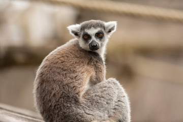 lemur close up in pairi daiza zoo