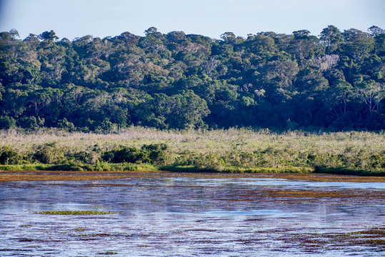 Macuco Lagoon photographed in Linhares, Espirito Santo. Southeast of Brazil. Atlantic Forest Biome. Picture made in 2013.