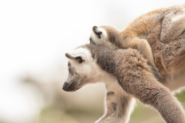 Fototapeta premium Lemur mother carrying its baby
