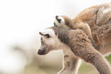 Lemur mother carrying its baby