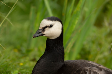 Obraz premium Ducks om the countryside in Belgium