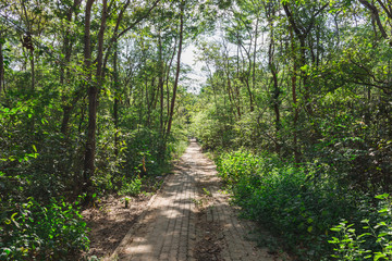 path in the forest