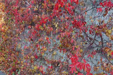 Bright red autumn leaves on branches of wild grapes