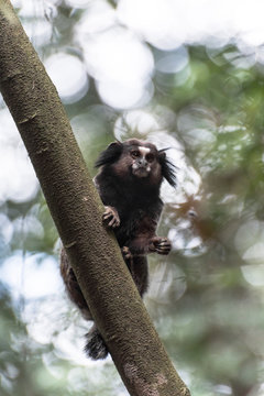 Zari Bilder Durchsuchen 163 Archivfotos, und Videos