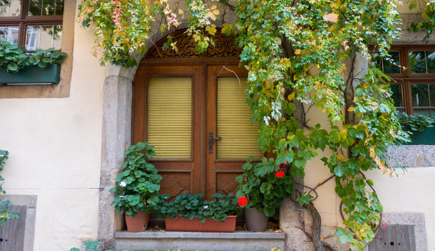 Wooden door twined with a plant and flower pots at the doorstep.