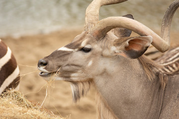antelope