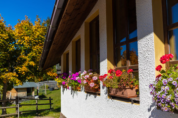 Beautiful flowers near the window in an Alpine village