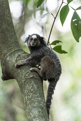 Marmoset climbing the tree