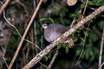 Solitary Tinamou photographed in Linhares, Espirito Santo. Southeast of Brazil. Atlantic Forest Biome. Picture made in 2013.