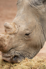 Rhino in Pairi Daiza zoo, Belgium