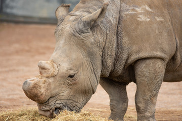 Obraz premium Rhino in Pairi Daiza zoo, Belgium