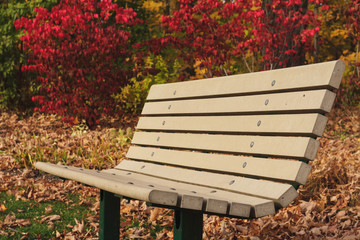 Public bench in autumn park
