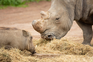 Fototapeta premium Rhino in Pairi Daiza zoo, Belgium