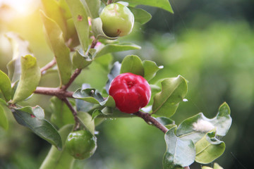 Fresh organic Acerola cherry on the tree