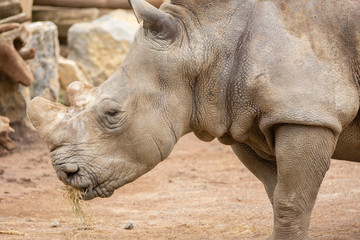 Fototapeta premium Rhino in Pairi Daiza zoo, Belgium